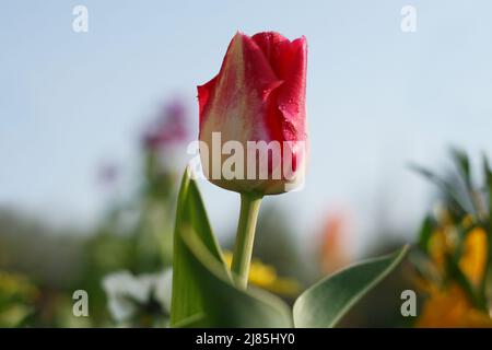 Gros plan du bouret de tulipe qui se déroule avec des gouttes d'eau contre le ciel dans la lumière du matin. Printemps dans le jardin. Début du printemps. Vue à angle bas Banque D'Images