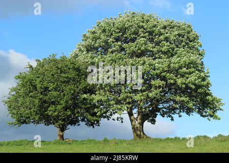 Hornbeam et aubépine, avec branches entrelacées, dans le champ en Irlande rurale Banque D'Images
