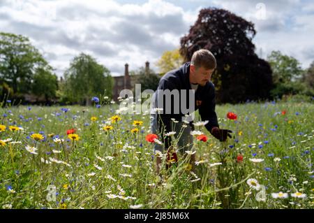 Le jardinier Danny Lawler dans la prairie de fleurs sauvages qui a éclaté en fleur à l'Université de Cambridge Jésus College. Le pré a été semé à l’aide de graines récoltées sur la pelouse des fleurs sauvages du King’s College voisin et comprend des herbes, des pâquerettes, des coquelicots et des fleurs de maïs pour créer un mini-écosystème pour les insectes et autres invertébrés. Date de la photo: Vendredi 13 mai 2022. Banque D'Images