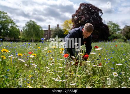 Le jardinier Danny Lawler dans la prairie de fleurs sauvages qui a éclaté en fleur à l'Université de Cambridge Jésus College. Le pré a été semé à l'aide de graines récoltées sur la pelouse des fleurs sauvages du King's College de voisinage et comprend des herbes, des pâquerettes, des coquelicots et des fleurs de maïs pour créer un mini-écosystème pour les insectes et autres invertébrés. Date de la photo: Vendredi 13 mai 2022. Banque D'Images