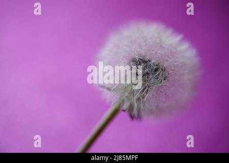 Fleur de pissenlit sur fond violet Banque D'Images