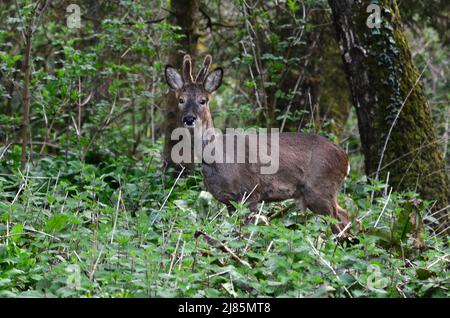 ROE buck (caperolus caperolus) en velours. Dorset Royaume-Uni Mars 2022 Banque D'Images