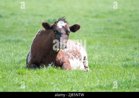 Une photo en gros plan d'une vache laitière noire et blanche Banque D'Images