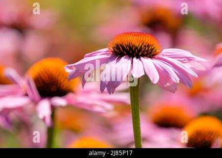 Echinacea purpurea 'Pagnus'. Fleur de forme violette « Magnus » Banque D'Images