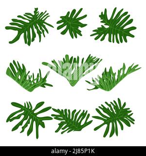 Monstera feuilles ensemble. Feuillage tropical plat pour la décoration, motif exotique d'été pour cartes, bannières, illustrations vectorielles de feuillages Illustration de Vecteur
