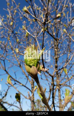 Fraxinus ornus arbre boutons frais Banque D'Images