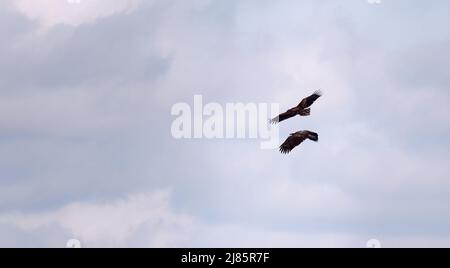 Gros plan de l'aigle volant Banque D'Images