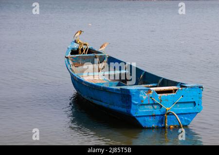 Indian Pond Heron perché sur l'arc d'un bateau de pêche bleu à Tangassery, Kerala, Inde. Banque D'Images