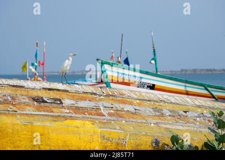 Egret de bétail (Bubulcus ibis) perché sur un vieux bateau de pêche à découvert, Tangassery, Thangassery, Kerala, Inde. Banque D'Images