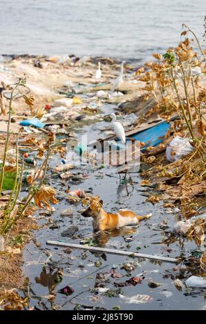 Chien errant à la recherche de nourriture dans un ruisseau pollué crasseux, Tangassery, Thangassery, Kerala, Inde. Banque D'Images