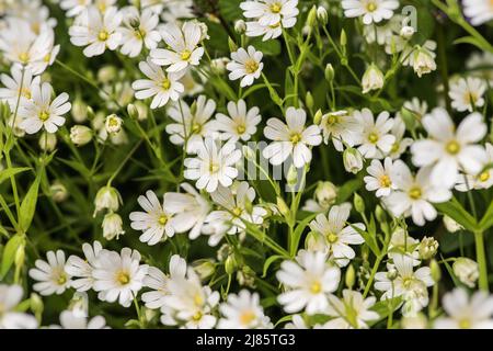 Il s'agit de Stitchwort, également appelé boutons-chemises de Daddy. Stellaria, comme on l'appelle aussi, est floraison ici (en mai 2022) Banque D'Images