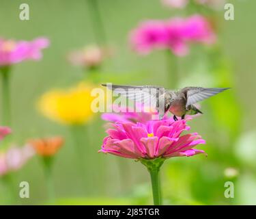 Gros plan sur le colibris stationnaire se nourrissant profondément dans une fleur rose de zinnia. Banque D'Images