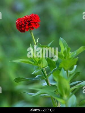 Une fleur double rouge de zinnia. Banque D'Images