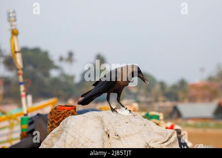 Corbeau indien mangeant un petit poisson, Tangassery, Thangassery, Kerala, Inde. Banque D'Images