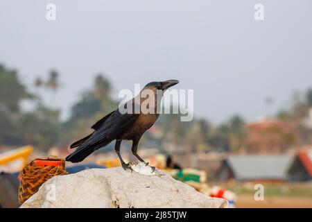 Corbeau indien mangeant un petit poisson, Tangassery, Thangassery, Kerala, Inde. Banque D'Images