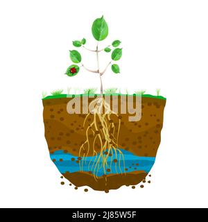 Germe avec système racinaire dans le sol. Jeune plante verte à racines fortes. Souterrain avec couches de terre, eau et racine. Coupe transversale de la tranche de masse. Vecteur Illustration de Vecteur