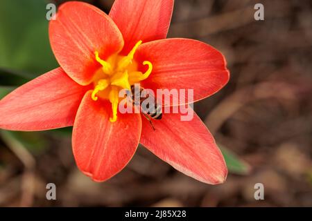 La petite tulipe rouge et l'abeille collectent le nectar au printemps Banque D'Images