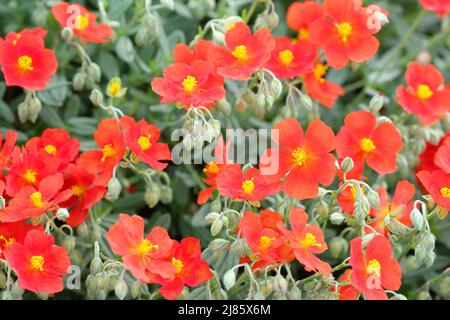 Helianthemum Henfield Evergreen brillant arbuste avec des fleurs rouges également connu sous le nom de Rock Rose - comme vu au Royaume-Uni en mai 2022 Banque D'Images
