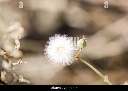 Petits anges ou pissenlits dans un jardin à Barcelone, Catalunya, Espagne, Europe Banque D'Images