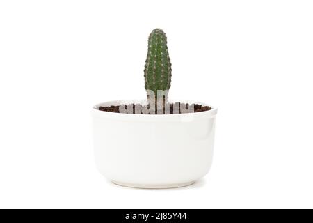 Cactus dans pot blanc isolé Banque D'Images