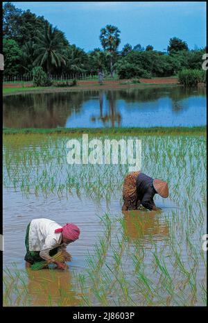 Femmes cambodgiennes plantant les champs de riz, province de Siem Reap, Cambodge. © Kraig Lieb Banque D'Images