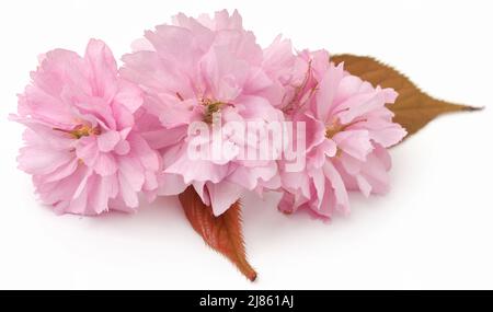 Prunus Kanzan de double fleur de cerise sur fond blanc Banque D'Images