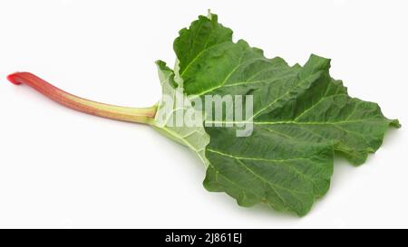 Tige et feuilles de rhubarbe fraîches sur fond blanc Banque D'Images