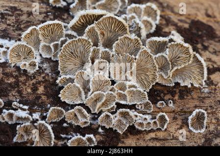 Commune de Schizophyllum, champignon des branchies en deux parties, champignons ou champignons des branchies en deux parties poussant sur le tronc de l'arbre rotten Banque D'Images