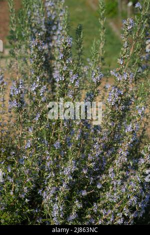 bosquet de branches de romarin (rosmarinus officinalis) en fleur Banque D'Images