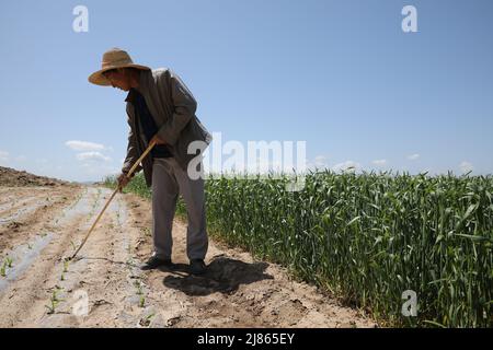 Tianshui, province chinoise de Gansu. 11th mai 2022. Un agriculteur travaille dans des champs de terres agricoles récupérées dans le district de Qinzhou à Tianshui, dans la province de Gansu, dans le nord-ouest de la Chine, le 11 mai 2022. Ces dernières années, Qinzhou, de Tianshui, a encouragé les entreprises, les coopératives et les fermes familiales à récupérer des terres agricoles abondées. Jusqu'à présent, plus de 73 000 000 mu (environ 4 867 hectares) de terres agricoles abandonnées ont été récupérées à Qinzhou. Crédit: Wang Zixuan/Xinhua/Alay Live News Banque D'Images