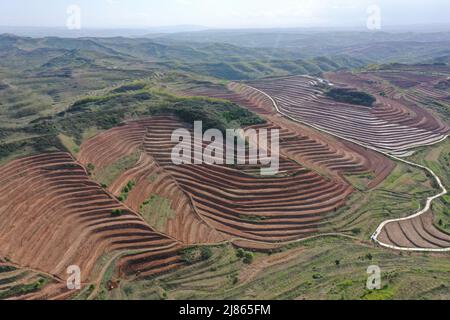 Tianshui. 11th mai 2022. La photo aérienne prise le 11 mai 2022 montre une vue des terres agricoles récupérées dans le district de Qinzhou, à Tianshui, dans la province de Gansu, dans le nord-ouest de la Chine. Ces dernières années, Qinzhou, de Tianshui, a encouragé les entreprises, les coopératives et les fermes familiales à récupérer des terres agricoles abondées. Jusqu'à présent, plus de 73 000 000 mu (environ 4 867 hectares) de terres agricoles abandonnées ont été récupérées à Qinzhou. Credit: Du Zheyu/Xinhua/Alay Live News Banque D'Images