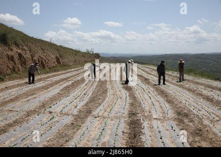 Tianshui, province chinoise de Gansu. 11th mai 2022. Les agriculteurs travaillent dans des champs de terres agricoles récupérées dans le district de Qinzhou à Tianshui, dans la province de Gansu, dans le nord-ouest de la Chine, le 11 mai 2022. Ces dernières années, Qinzhou, de Tianshui, a encouragé les entreprises, les coopératives et les fermes familiales à récupérer des terres agricoles abondées. Jusqu'à présent, plus de 73 000 000 mu (environ 4 867 hectares) de terres agricoles abandonnées ont été récupérées à Qinzhou. Crédit: Wang Zixuan/Xinhua/Alay Live News Banque D'Images