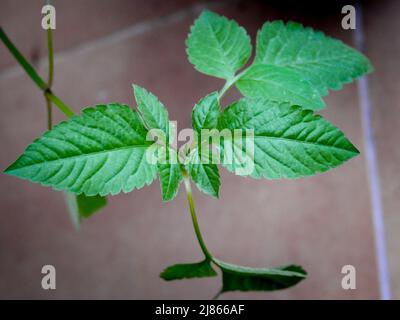 Une plante de menthe, Mentha spicata poussant dans un pot de fleurs avec des feuilles en fleur dans un jardin indien. Menthe commune. Banque D'Images