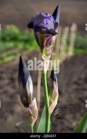 Iris violet avec mise au point sélective sur un arrière-plan flou, gros plan, variétal Banque D'Images