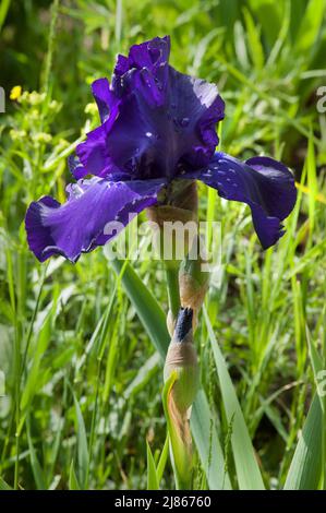 Iris violet avec mise au point sélective sur un arrière-plan flou, gros plan, variétal Banque D'Images