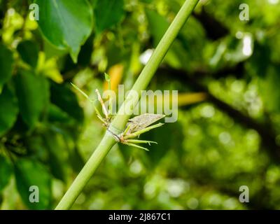 Un gros plan de Bambusoideae plante tige croissance des bourgeons. Les Bambusoideae sont une lignée de graminées forestières vivaces (Poaceae) endémiques à tous les continents Banque D'Images