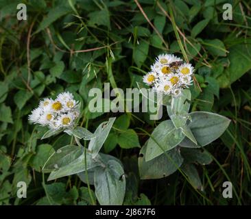 Une paire de fleurs péroles de l'Ouest qui poussent dans un environnement naturel dans une forêt indienne. Anaphalis Margaritacea Banque D'Images