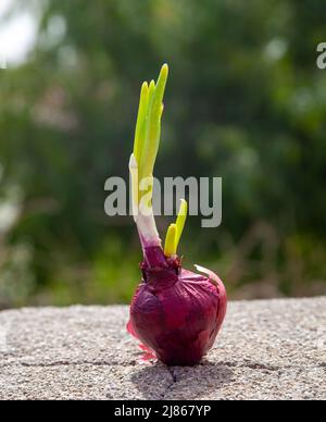 Oignon rouge craqué dans le jardin. Gros plan. Banque D'Images