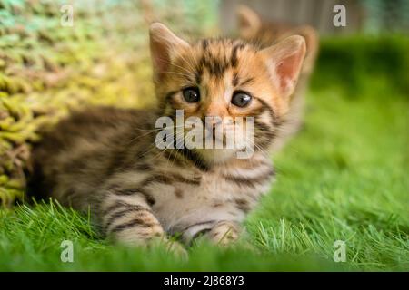 Chaton Bengale sur herbe verte. Un adorable chaton à pois en plein air dans l'herbe. Aventure estivale. Le chaton a 2 semaines Banque D'Images