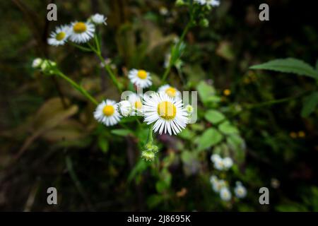 Pâquerette commune, fleurs, feuilles et bourgeons de Bellis perennis dans une forêt indienne. Banque D'Images