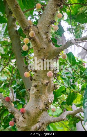 Ficus aspera avec fruits et feuilles blanc vert Banque D'Images