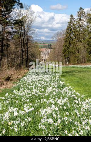 Narcissi au printemps, au château de Lowther, dans le parc national de English Lake District, près de Penrith, Cumbria, Angleterre Banque D'Images