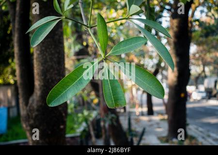 Un cliché isolé de feuilles de tableau noir avec un arrière-plan hors foyer en bordure de route en Inde. Alstonia scholaris, communément appelé arbre de tableau noir ou devi Banque D'Images