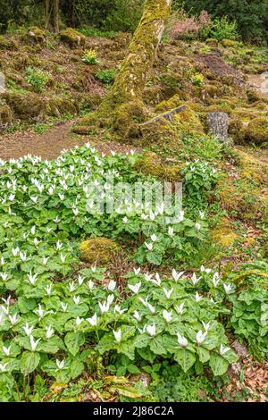 Trillium albidum (wakerobin blanc géant) au printemps dans les jardins du château de Lowther dans le parc national du district des lacs anglais n Penrith, Cumbria Royaume-Uni Banque D'Images