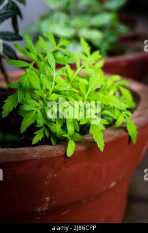 Une belle plante vert clair de marigold pousse dans un pot de fleur de terre dans un ménage indien. Banque D'Images