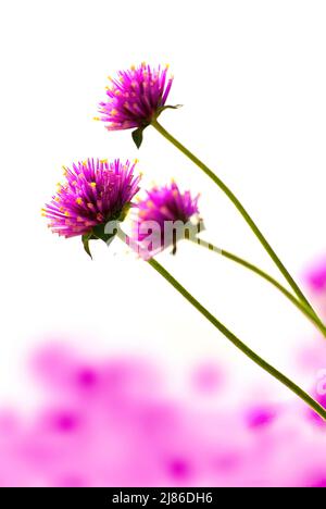 Groupe de fleurs de Gomphrena dans le jardin Banque D'Images