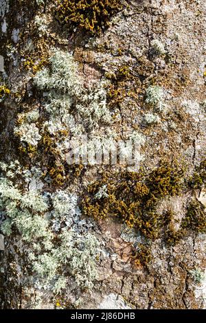 Lichens et mousses sur un tronc d'arbre à Lowther, Cumbria, Angleterre Banque D'Images