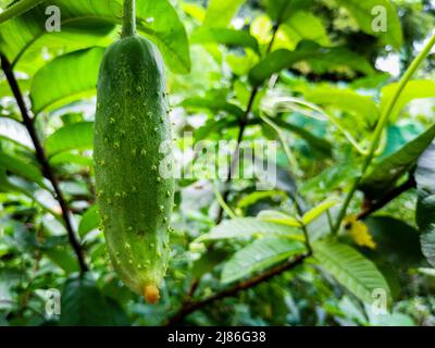 Un concombre frais, cucumis sativus accroché à la vigne dans une ferme biologique à uttarakhand Inde. Banque D'Images