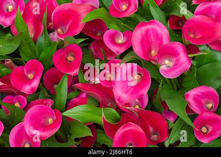 Bouquets de Calla Liles en vente sur Market Stall Banque D'Images