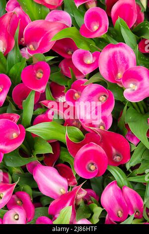 Bouquets de Calla Liles en vente sur Market Stall Banque D'Images